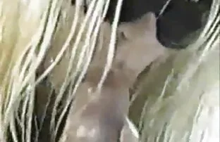 XXX Emiri film sek hot jepang Sena akan kacau dan datang